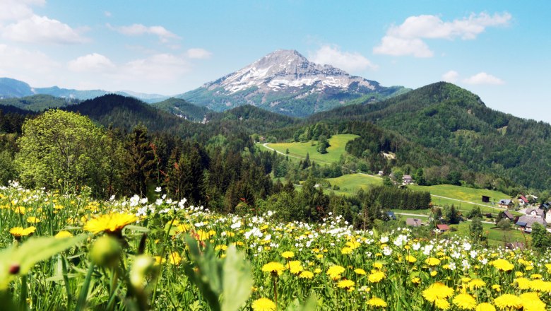 Blumenwiese bei Annaberg, © Mostviertel Tourismus, weinfranz.at