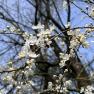 Frühling, © "Natur im Garten"