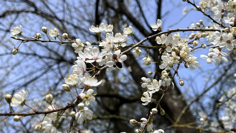 Frühling, © "Natur im Garten"