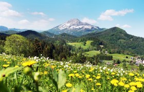 Blumenwiese bei Annaberg, © Mostviertel Tourismus, weinfranz.at