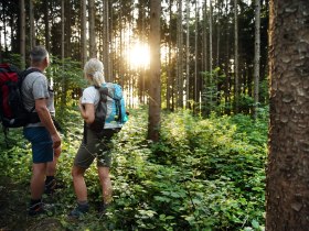 Waldlichtung am Pilgerweg, © Mostviertel