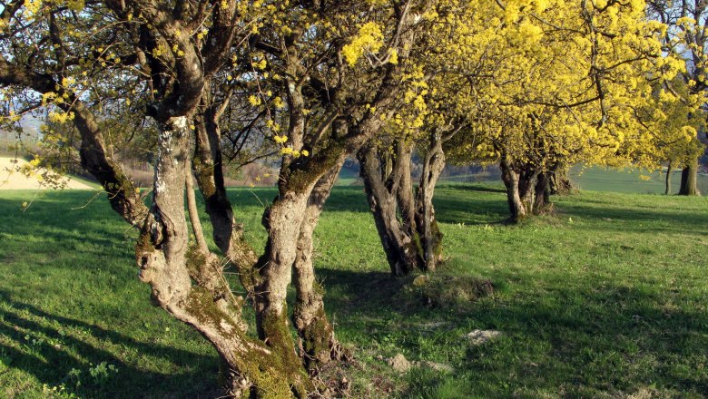 Dirndlblüte mächtiger Zeuler, © (c)Steinschaler