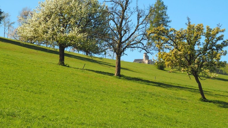 Mit Blick auf die Araburg, © Kaumberg/Doris Radinger